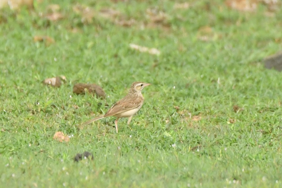Tawny Pipit - ML644306898
