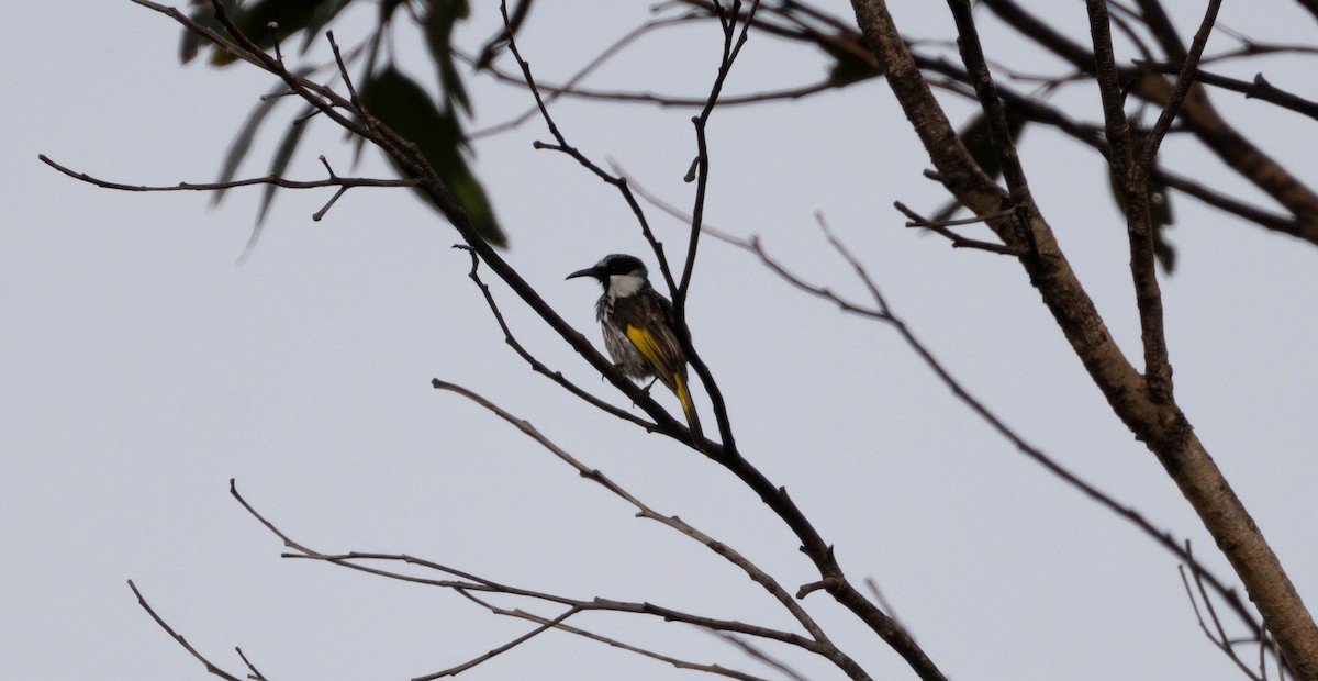 White-cheeked Honeyeater - ML644306901