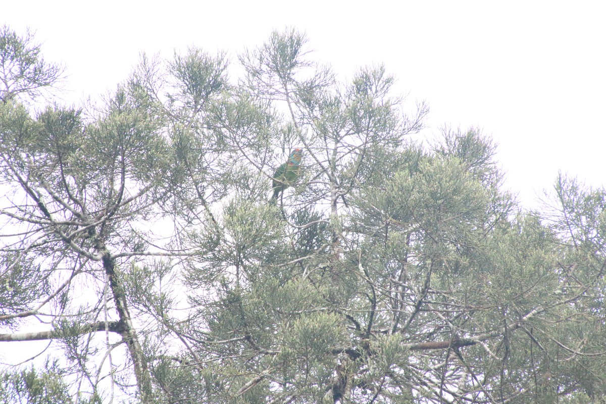 Black-browed Barbet - ML644306903