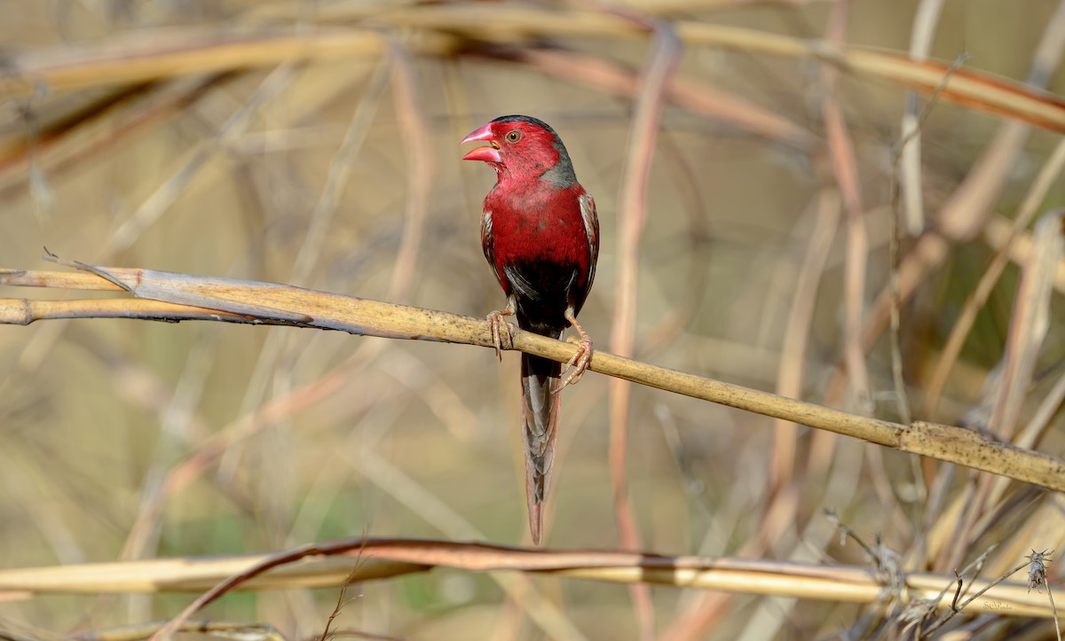 Crimson Finch (Black-bellied) - ML644306904