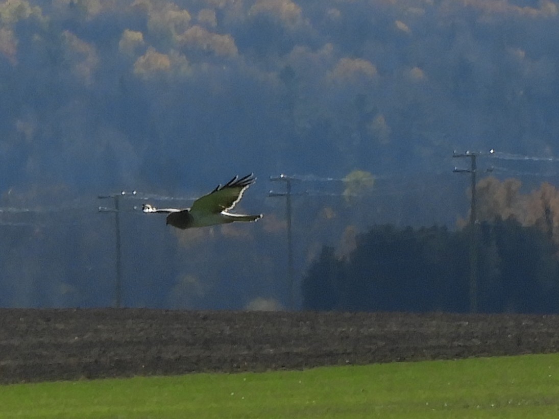 アメリカハイイロチュウヒ - ML644306907