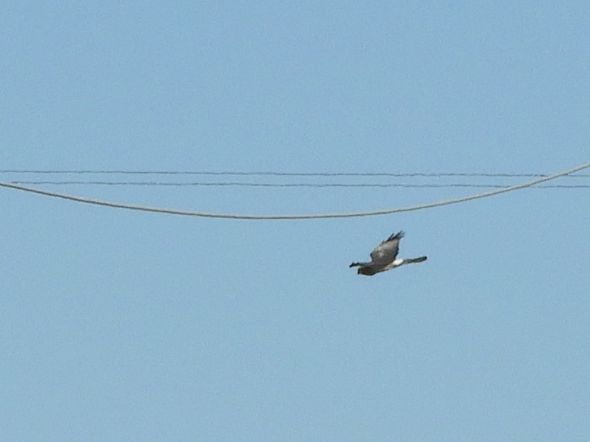 アメリカハイイロチュウヒ - ML644306908