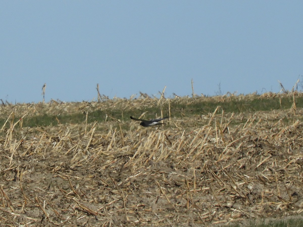 アメリカハイイロチュウヒ - ML644306909