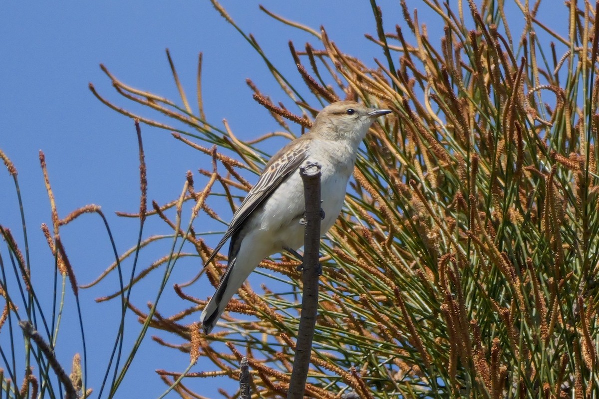 White-winged Triller - ML644306913