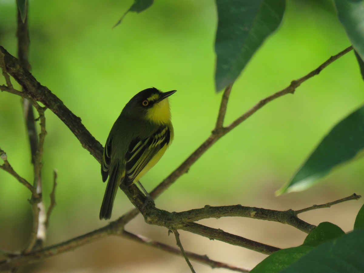 Gray-headed Tody-Flycatcher - ML644306919