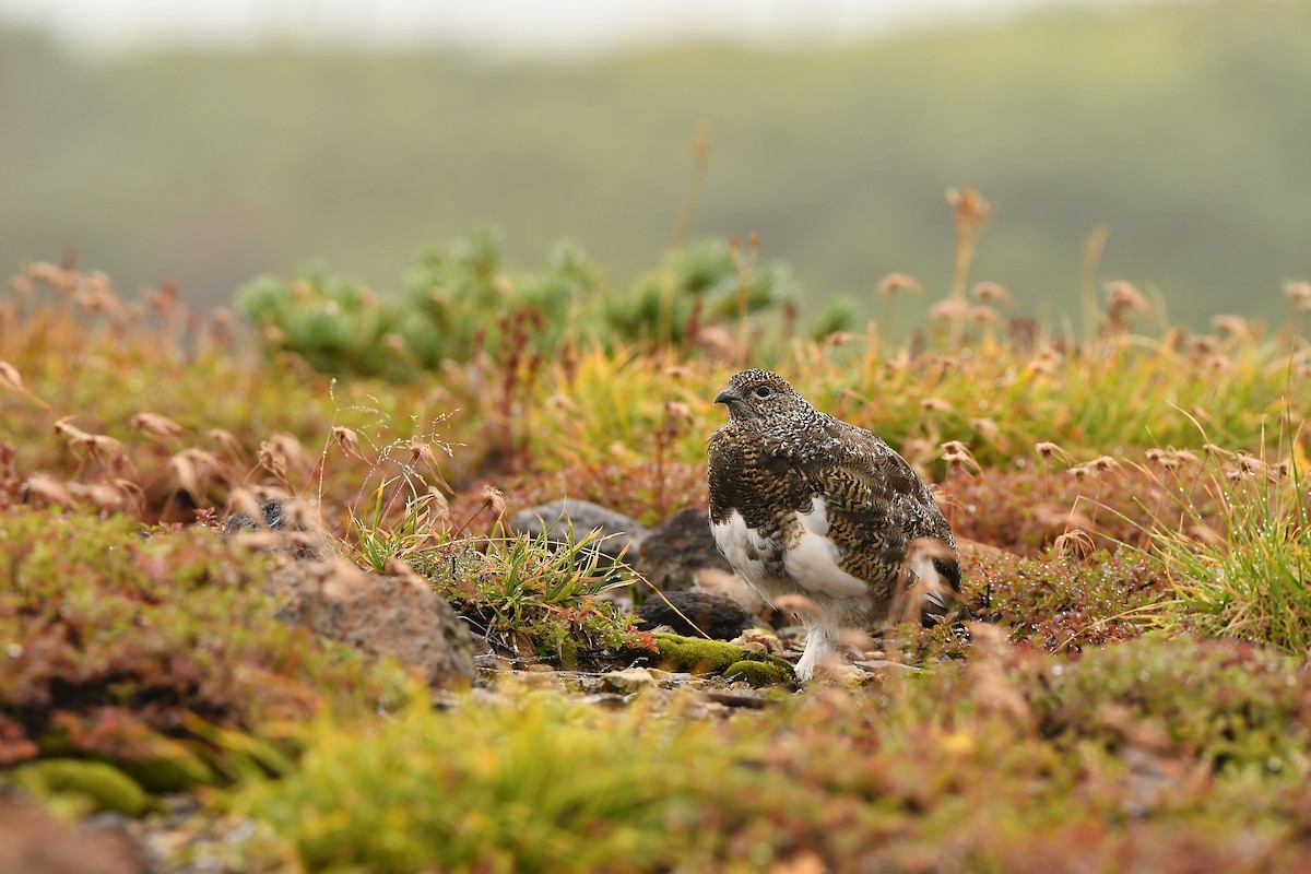 Куріпка тундрова - ML644306921