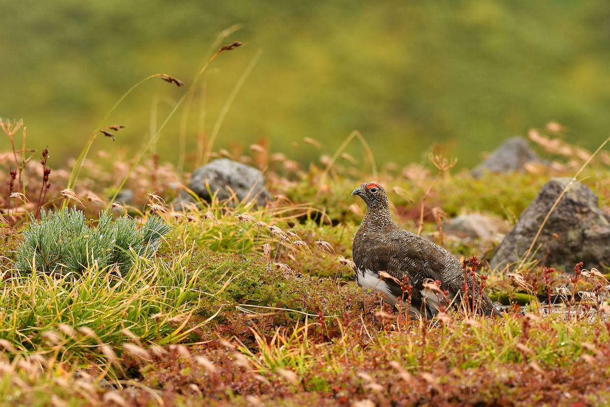 Куріпка тундрова - ML644306922