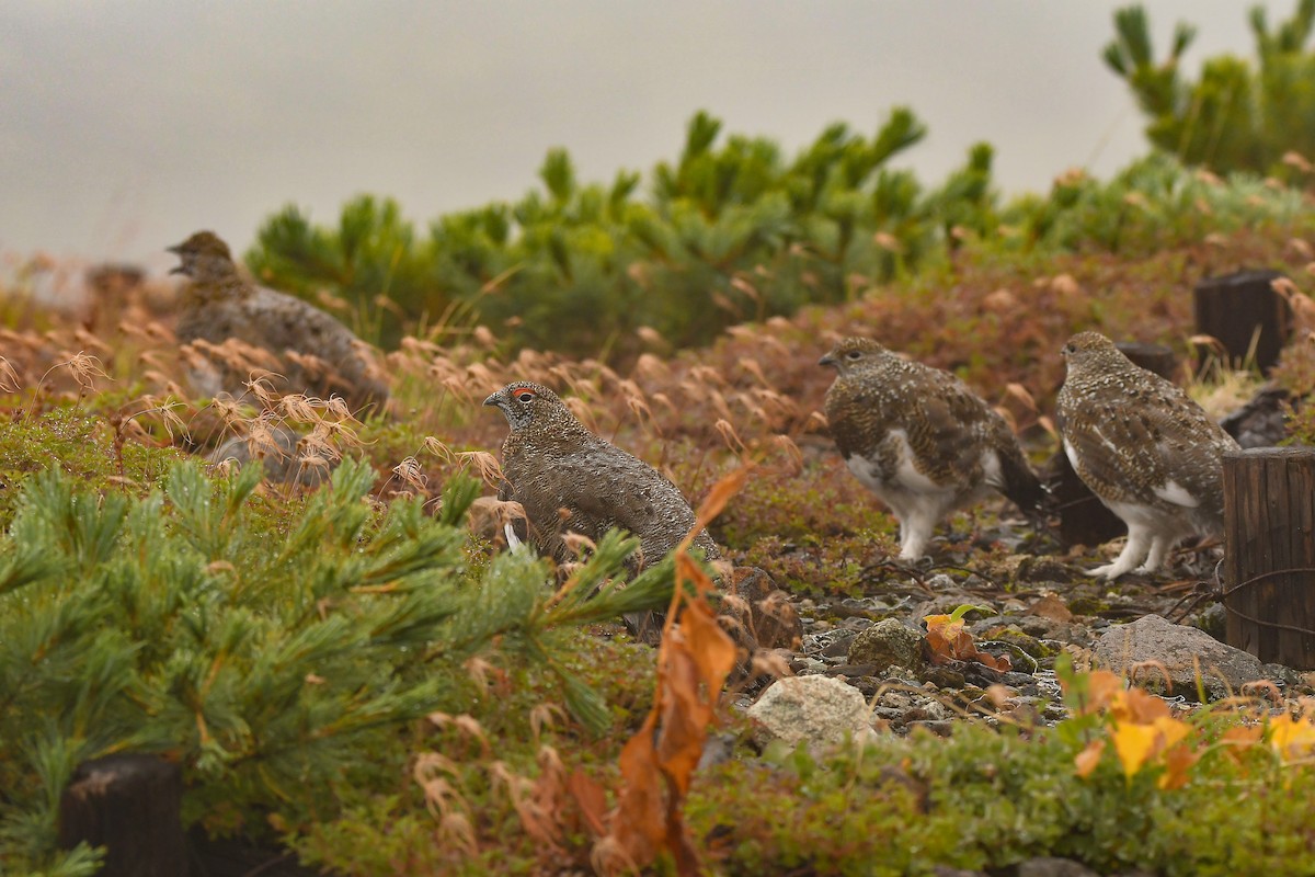 Куріпка тундрова - ML644306923