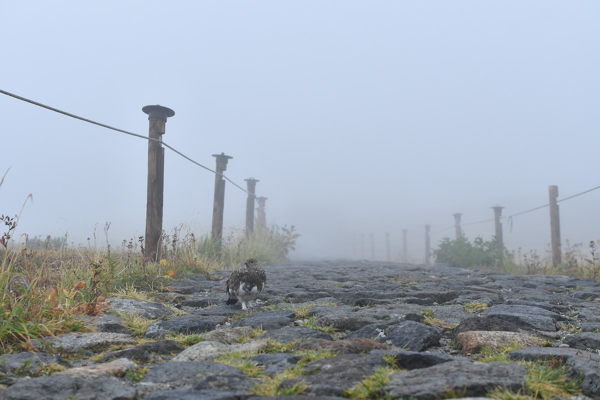 Куріпка тундрова - ML644306932