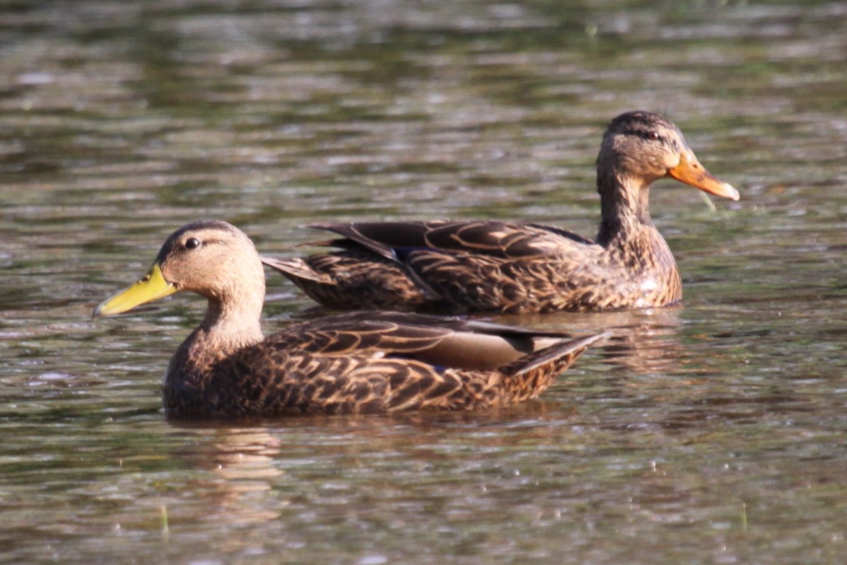 Mexican Duck - ML644306950