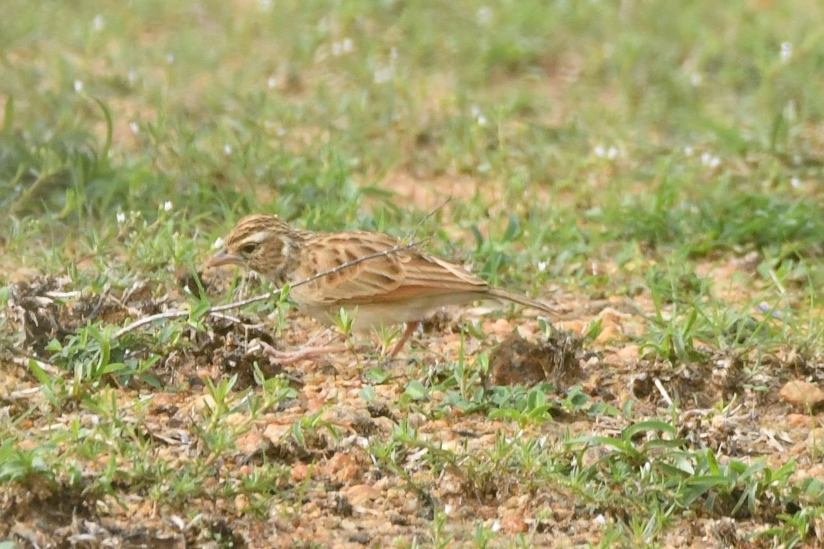 Indian Bushlark - ML644306951