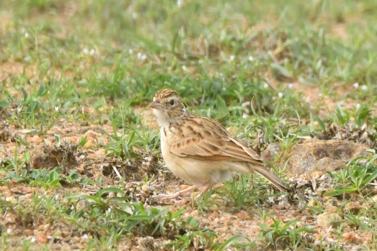 Indian Bushlark - ML644306952
