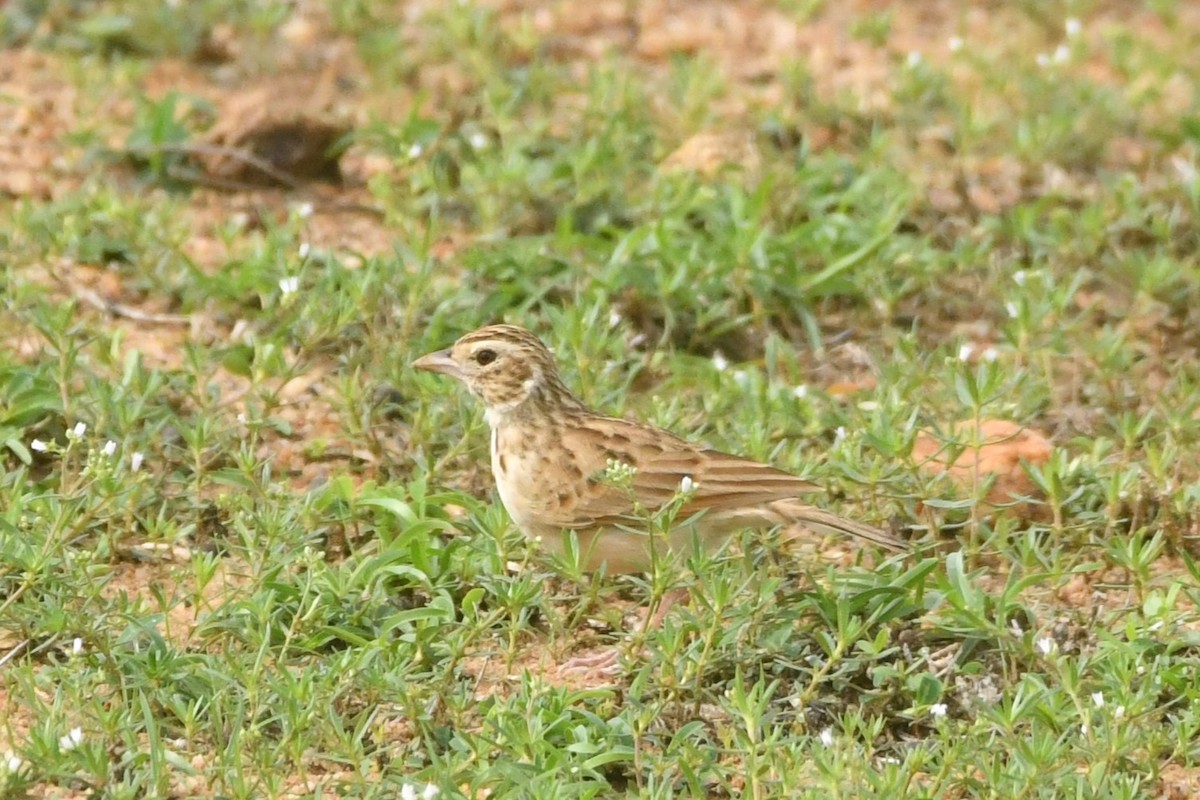 Indian Bushlark - ML644306953
