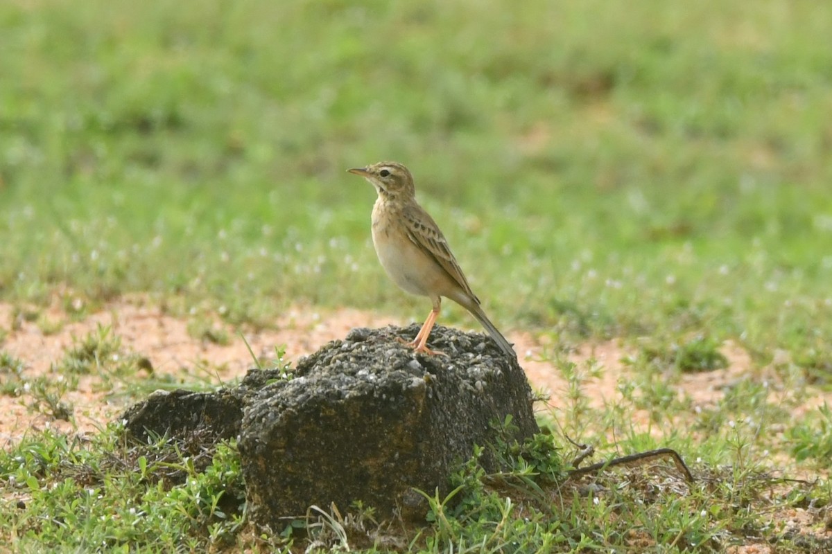 Paddyfield Pipit - ML644306955