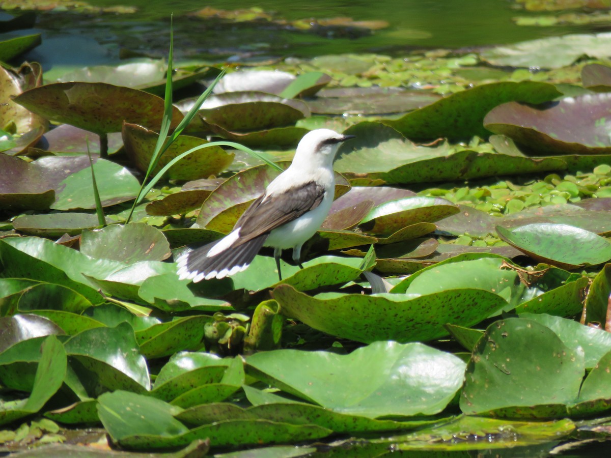 Masked Water-Tyrant - ML644306956