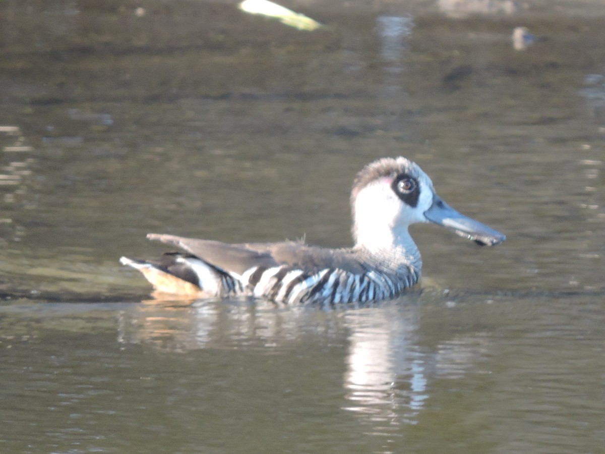 leppeand - ML644306957