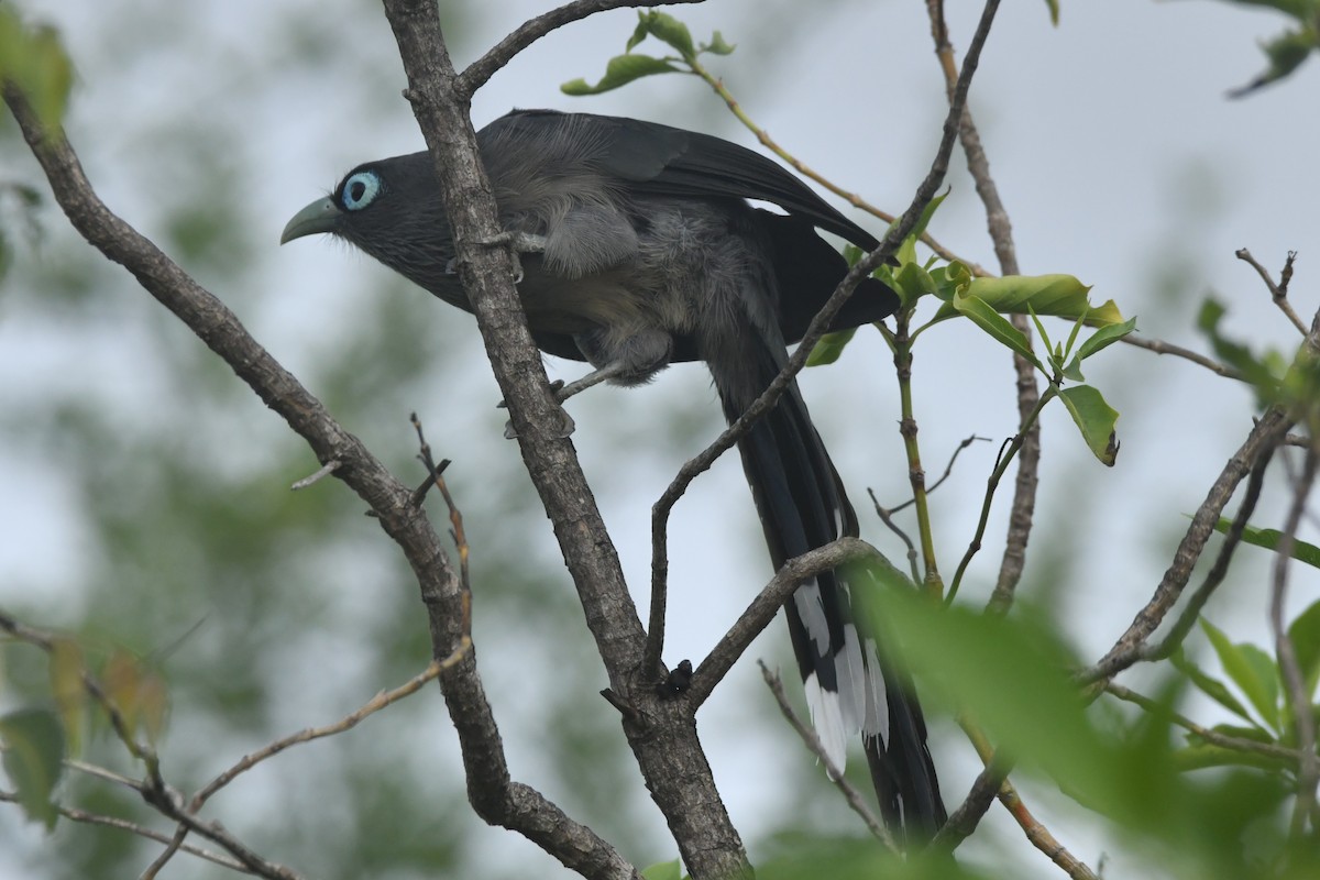 Малкога сірочерева - ML644306959