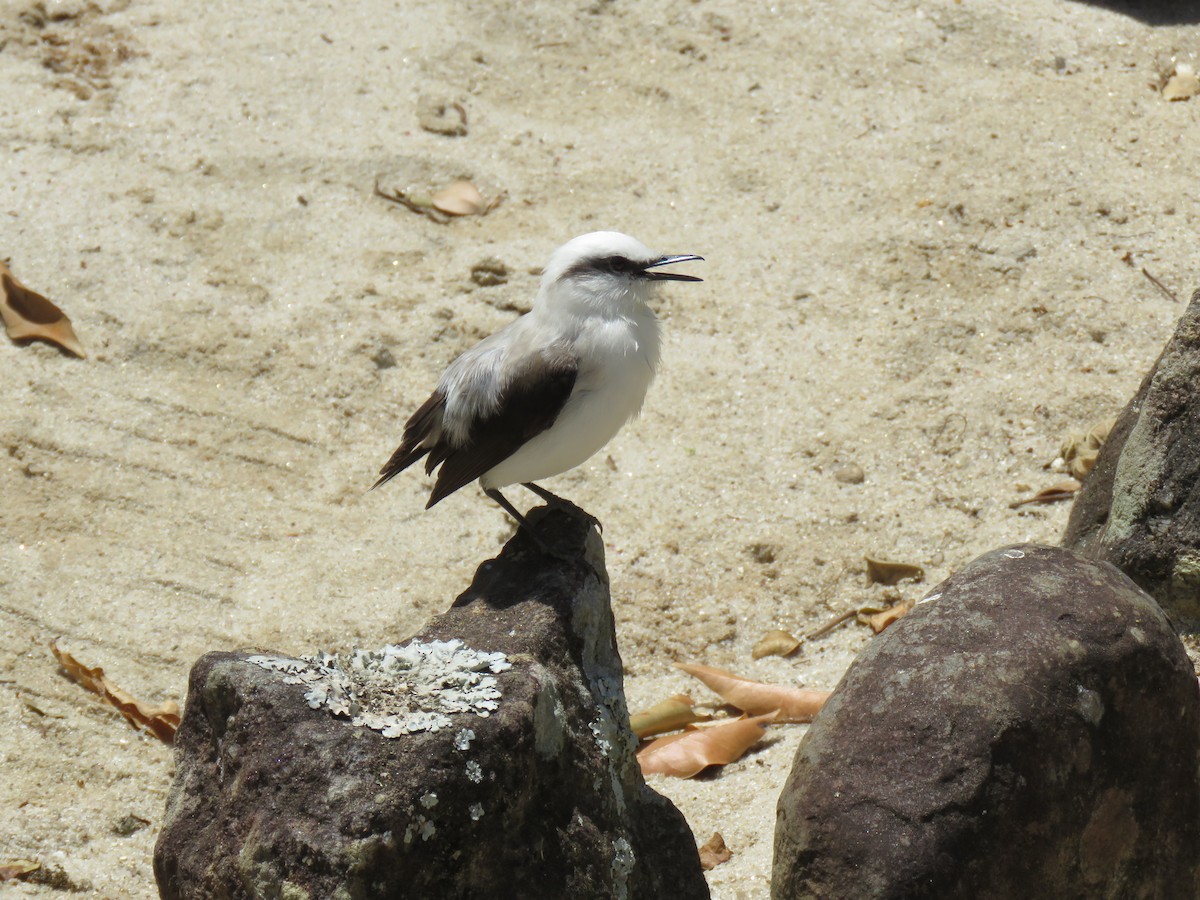 Masked Water-Tyrant - ML644306961