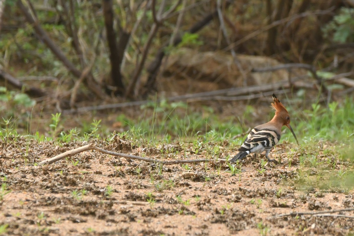 Common Hoopoe - ML644306963