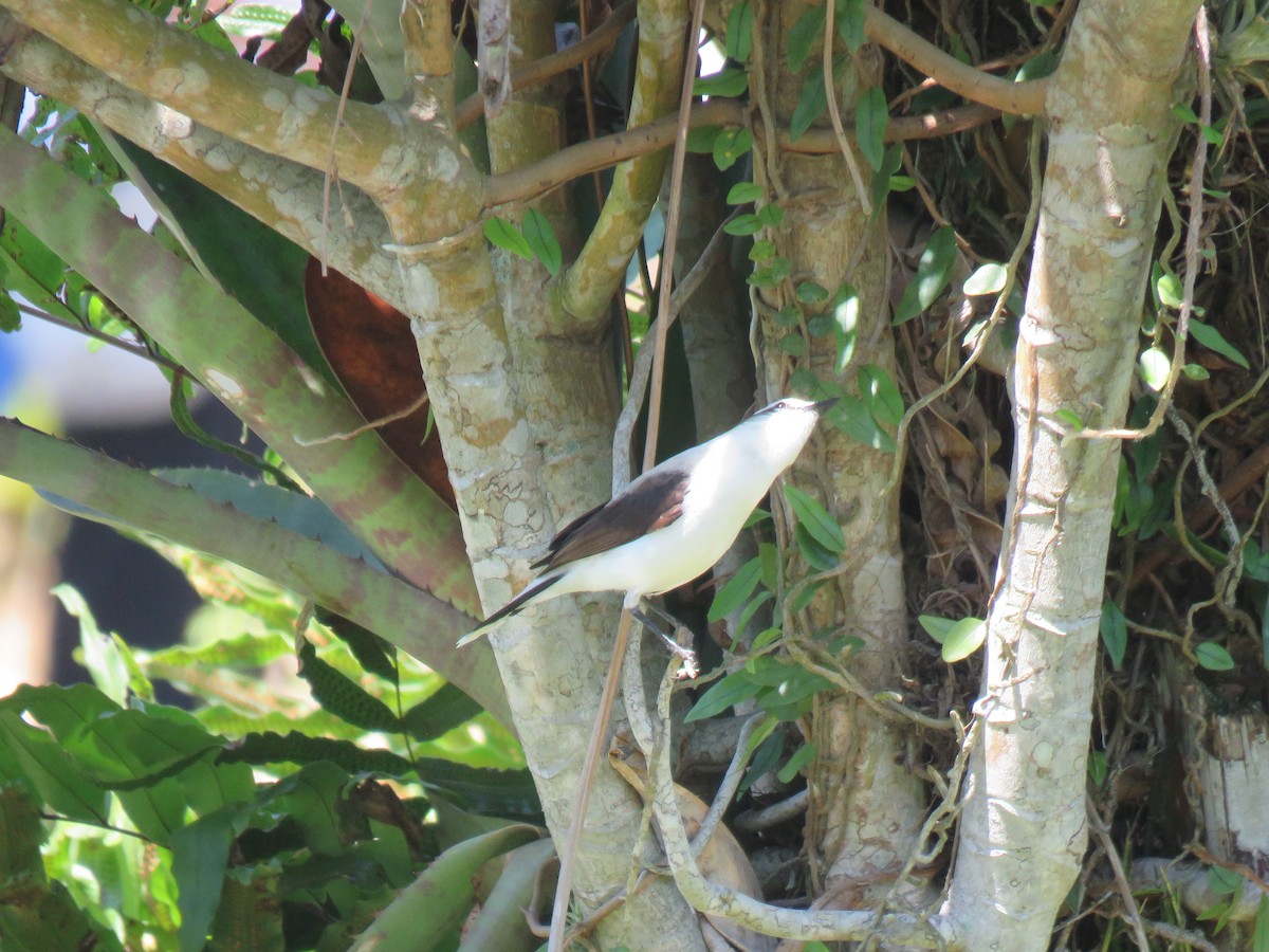 Masked Water-Tyrant - ML644306964