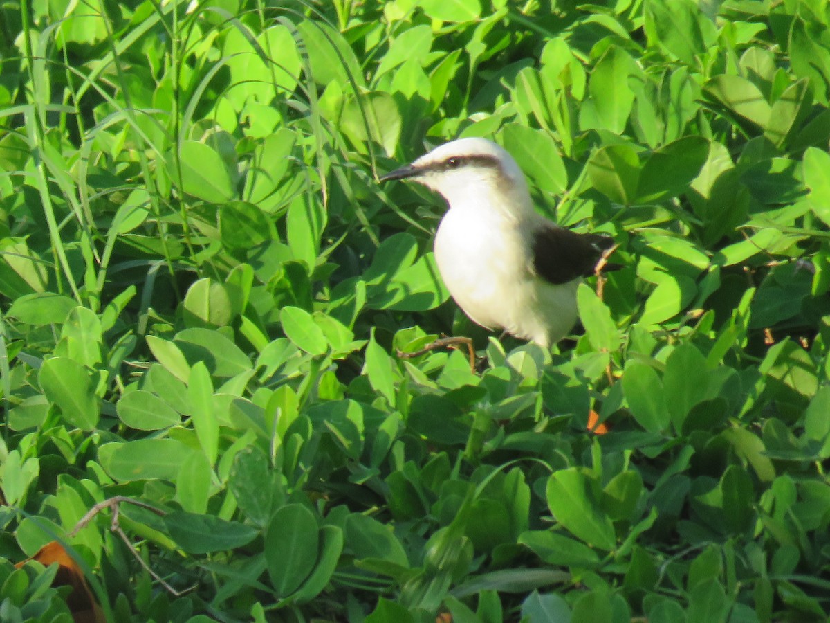 Masked Water-Tyrant - ML644306966