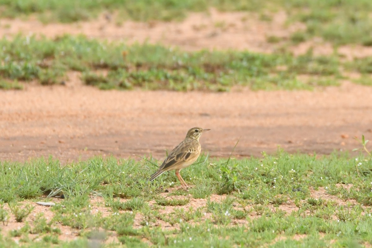 Paddyfield Pipit - ML644306970