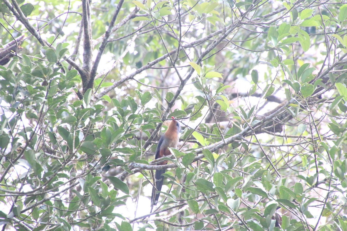 rødnebbmalkoha - ML644306971