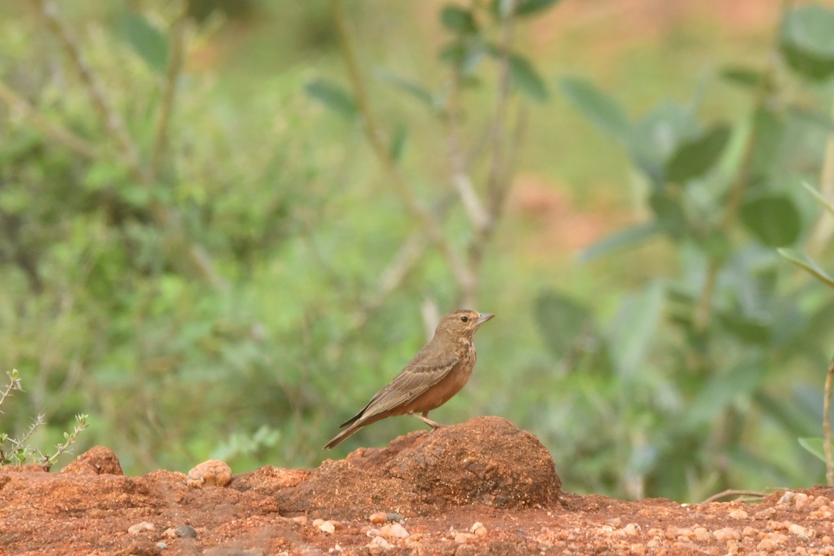 Rufous-tailed Lark - ML644306972