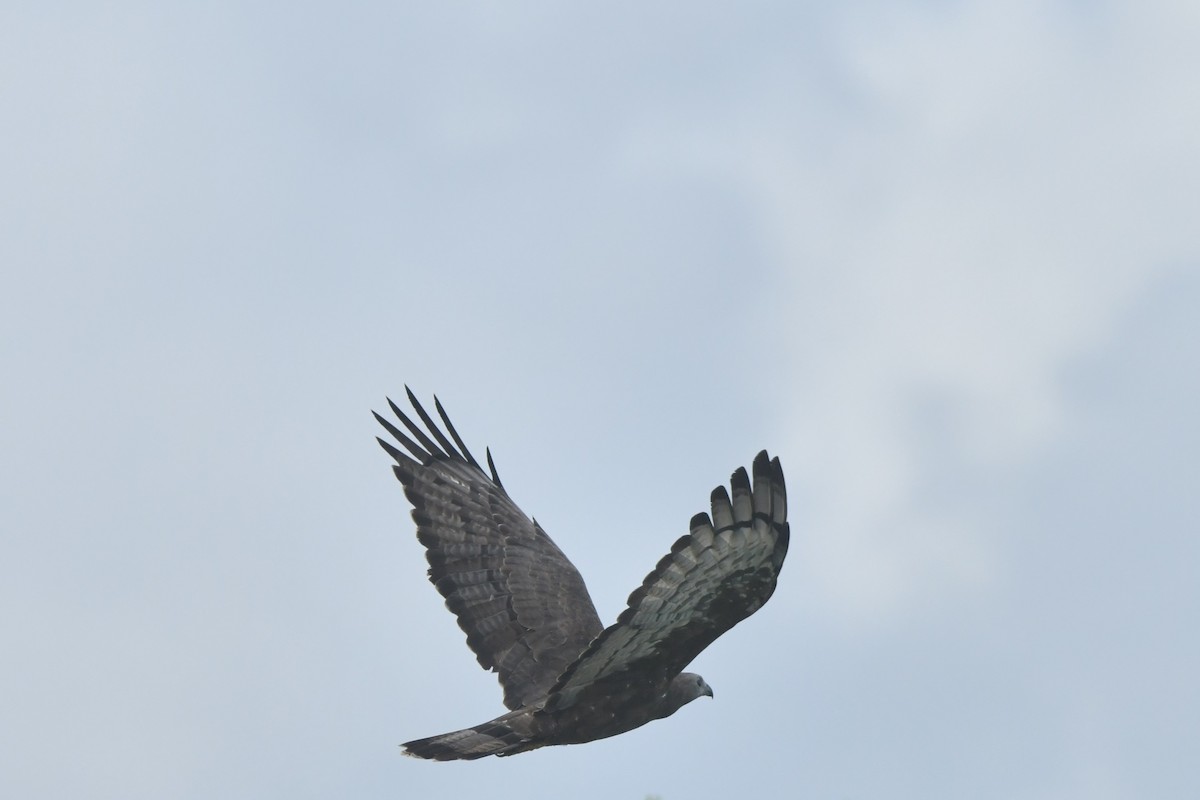 Oriental Honey-buzzard - ML644306986