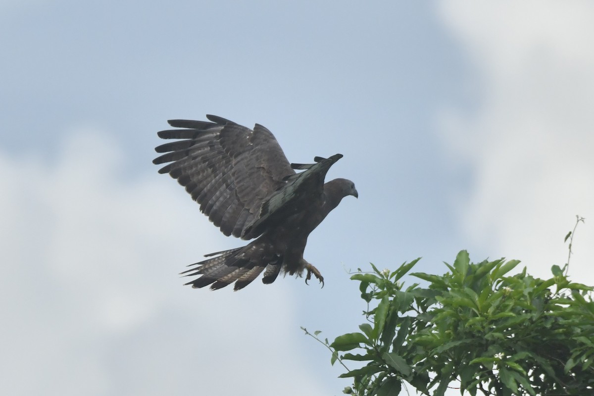 Oriental Honey-buzzard - ML644306987