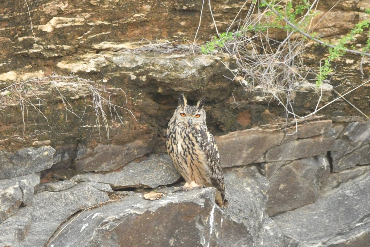 Rock Eagle-Owl - ML644306991