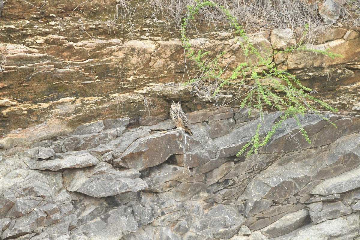 Rock Eagle-Owl - ML644306992