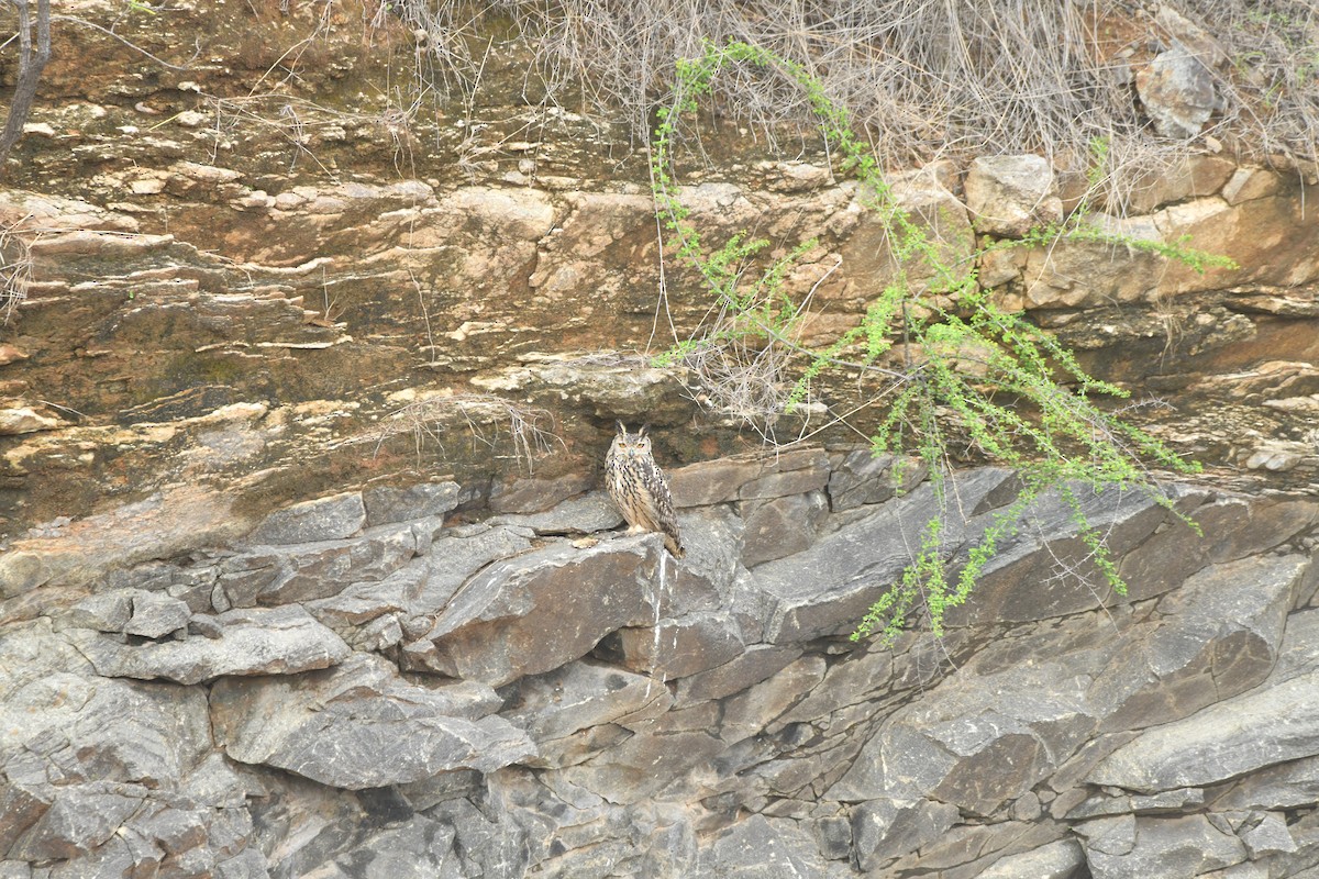 Rock Eagle-Owl - ML644306997