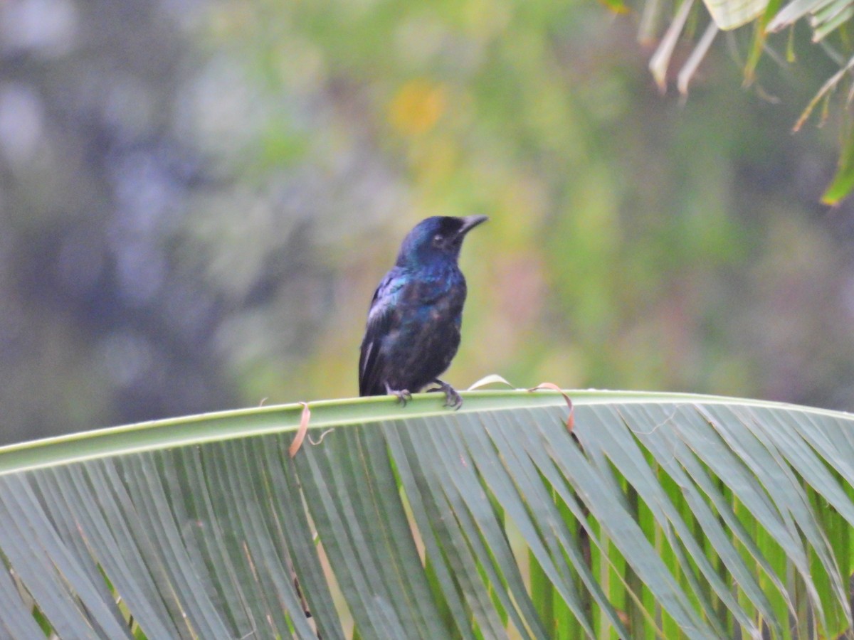 Philippine Drongo-Cuckoo - ML644307000