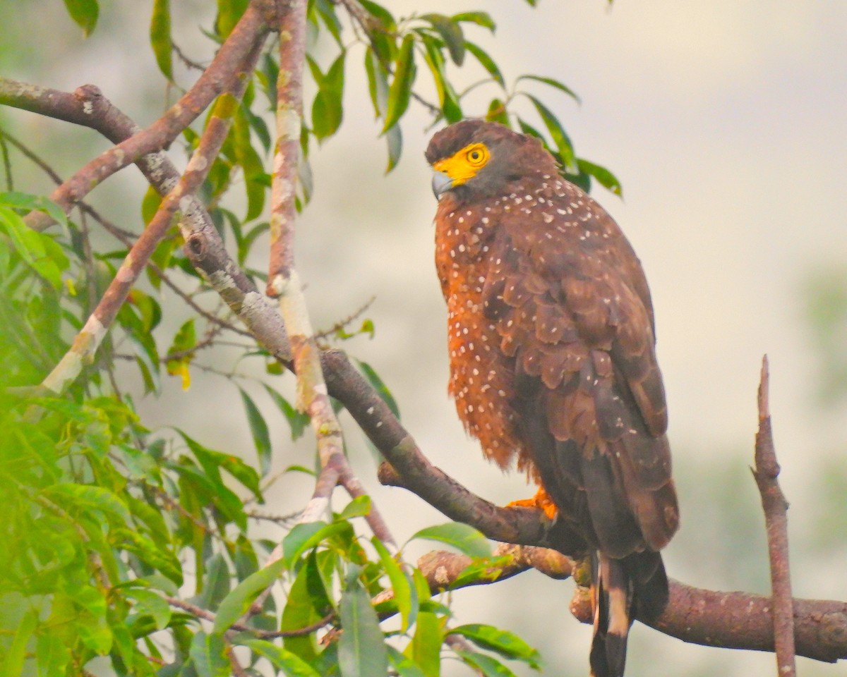 Philippine Serpent-Eagle - ML644307007