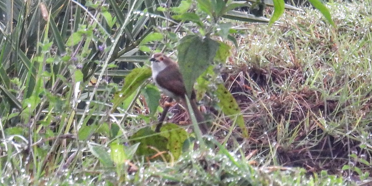 Timalí Ojigualdo - ML644307008