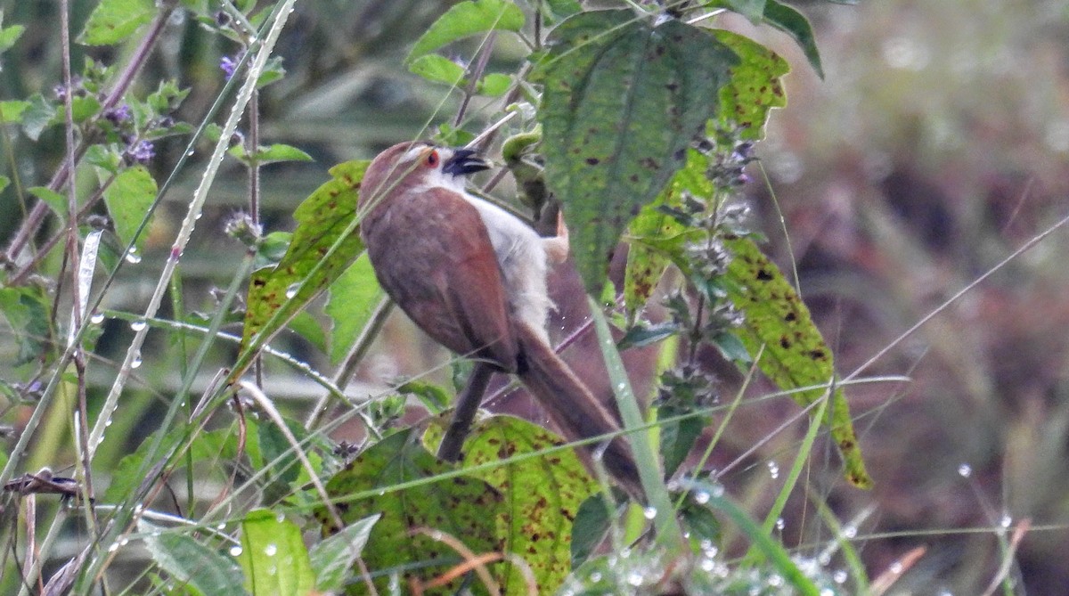 Timalí Ojigualdo - ML644307009