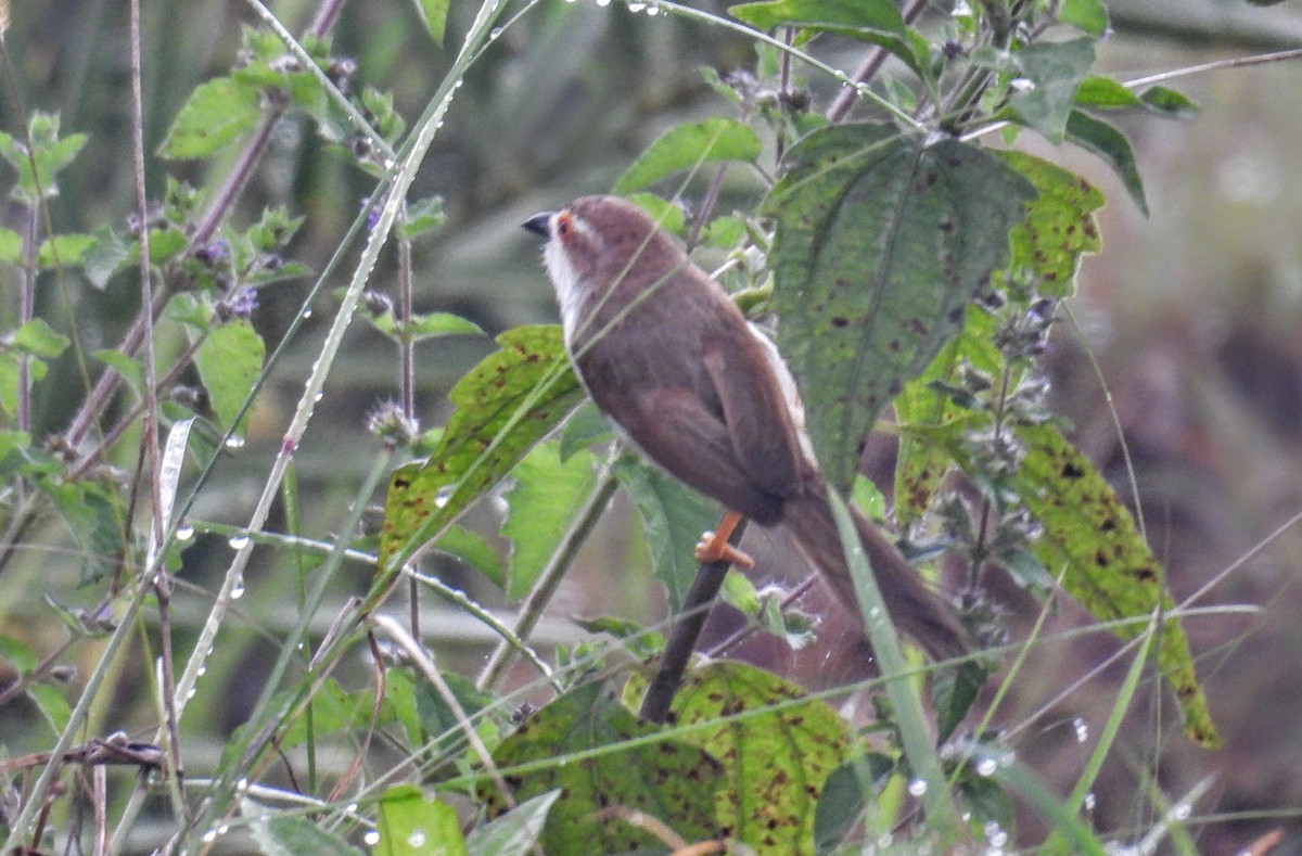 Timalí Ojigualdo - ML644307010
