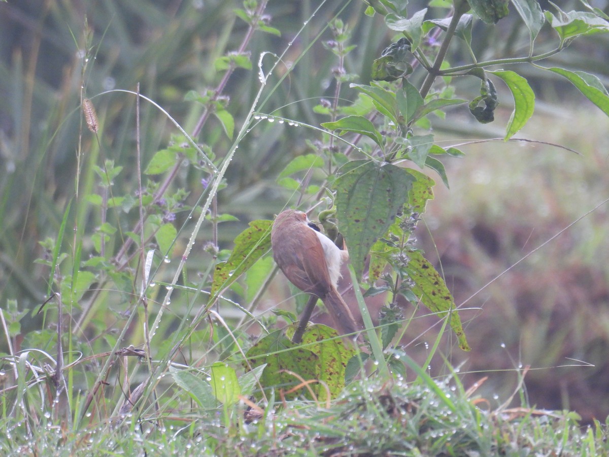 Timalí Ojigualdo - ML644307011