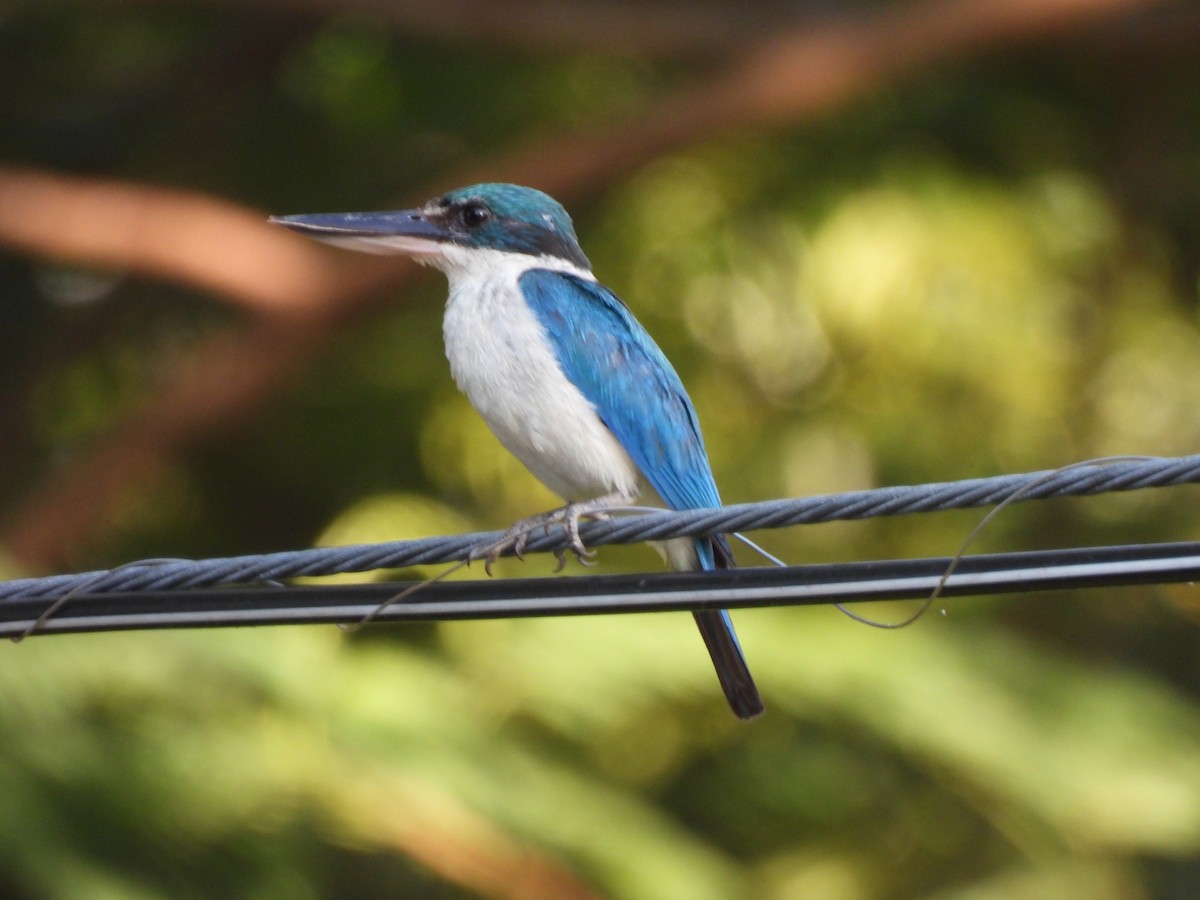 Collared Kingfisher - ML644307014