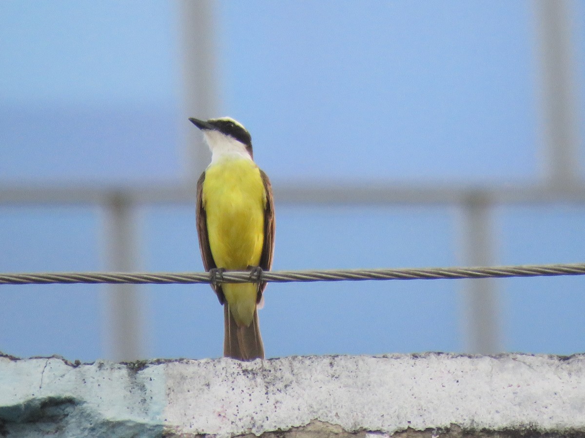 Bienteveo Sociable - ML644307015