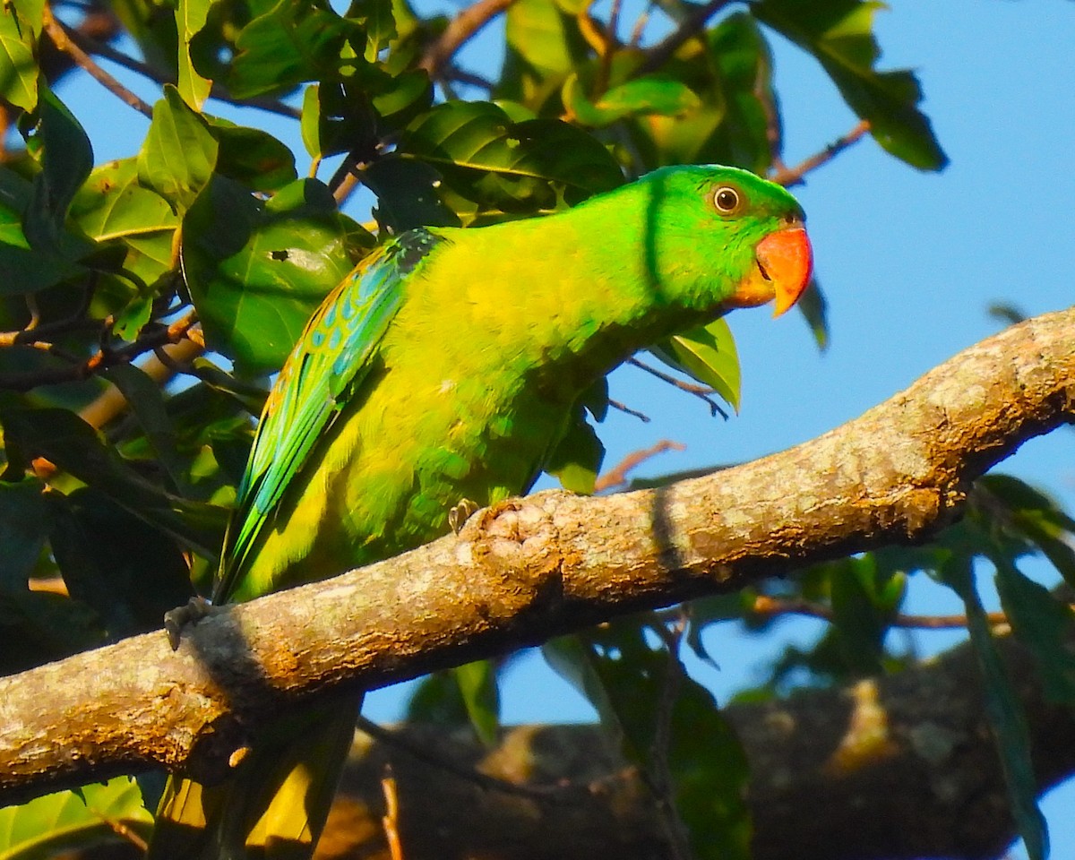 Blue-naped Parrot - ML644307016
