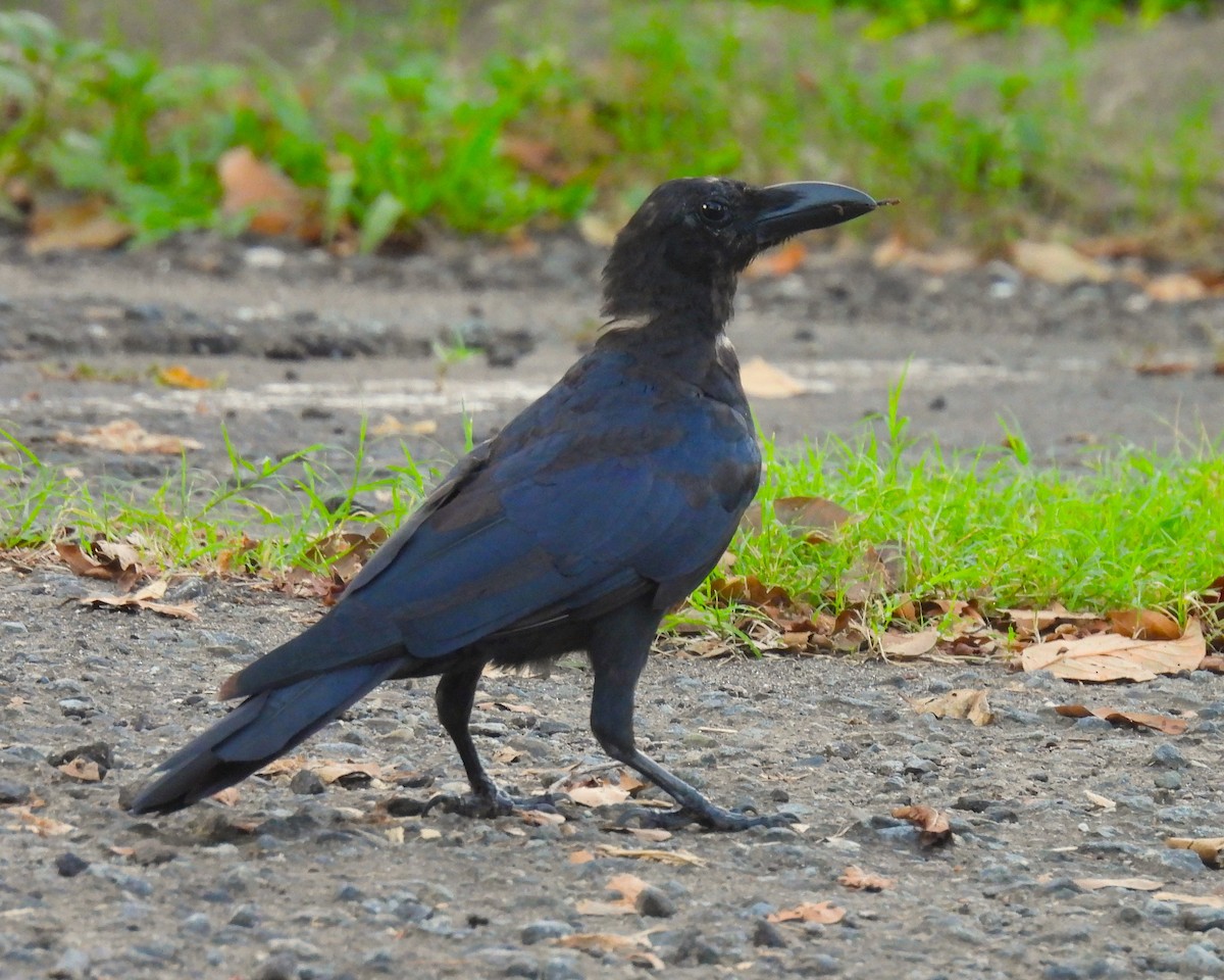 Philippine Jungle Crow - ML644307019