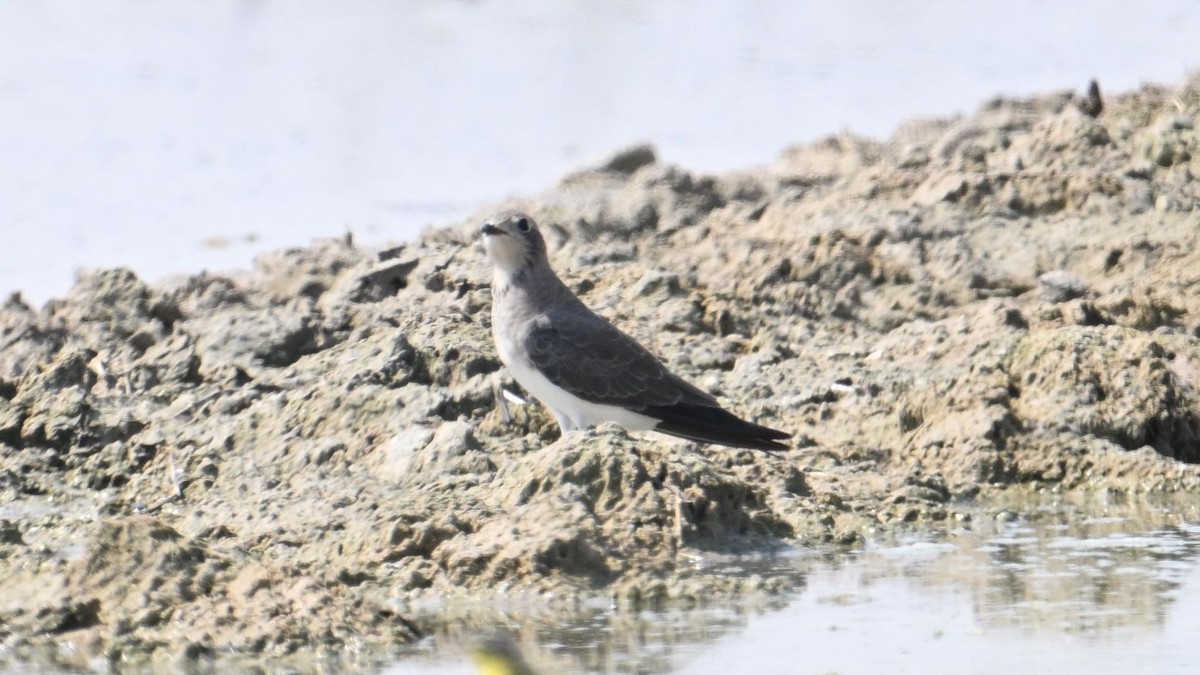 Rotflügel-Brachschwalbe - ML644307030