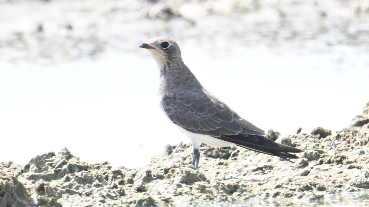 Rotflügel-Brachschwalbe - ML644307031