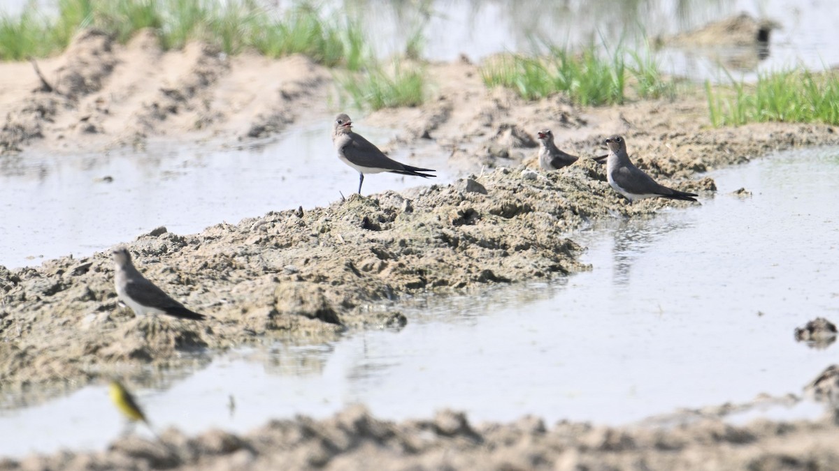 Rotflügel-Brachschwalbe - ML644307033