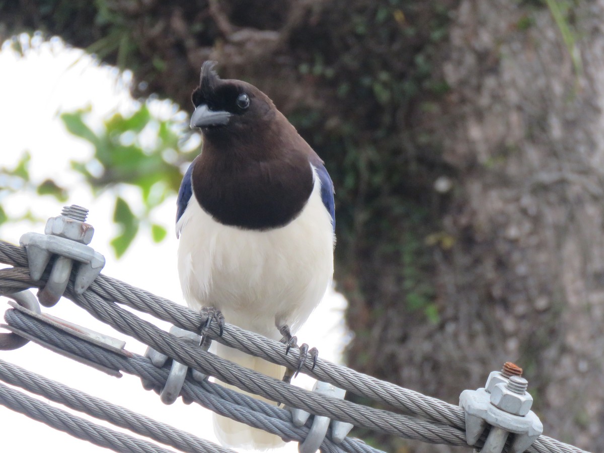 Curl-crested Jay - ML644307052
