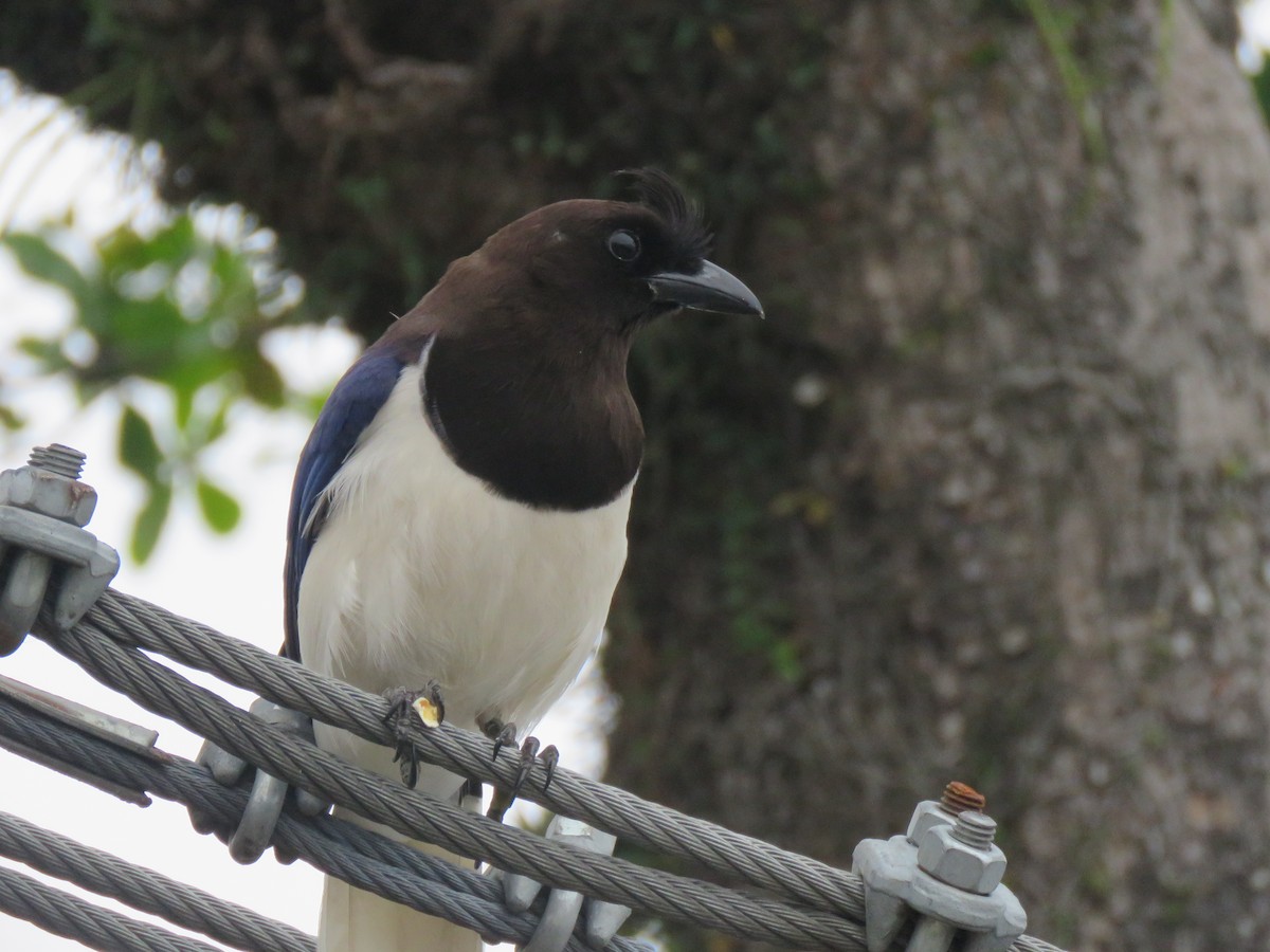 Curl-crested Jay - ML644307053