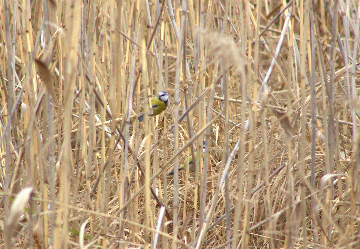Eurasian Blue Tit - ML644307054