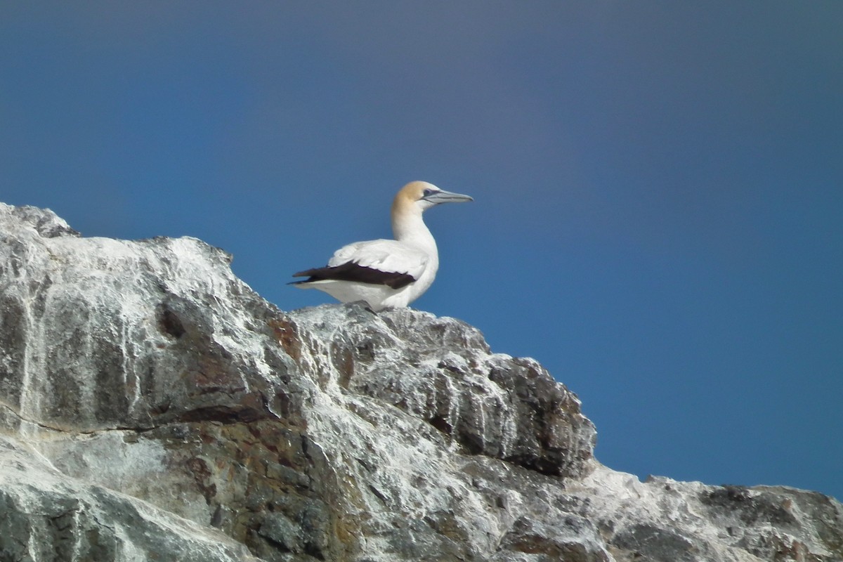 Avustralya Sümsüğü - ML644307055